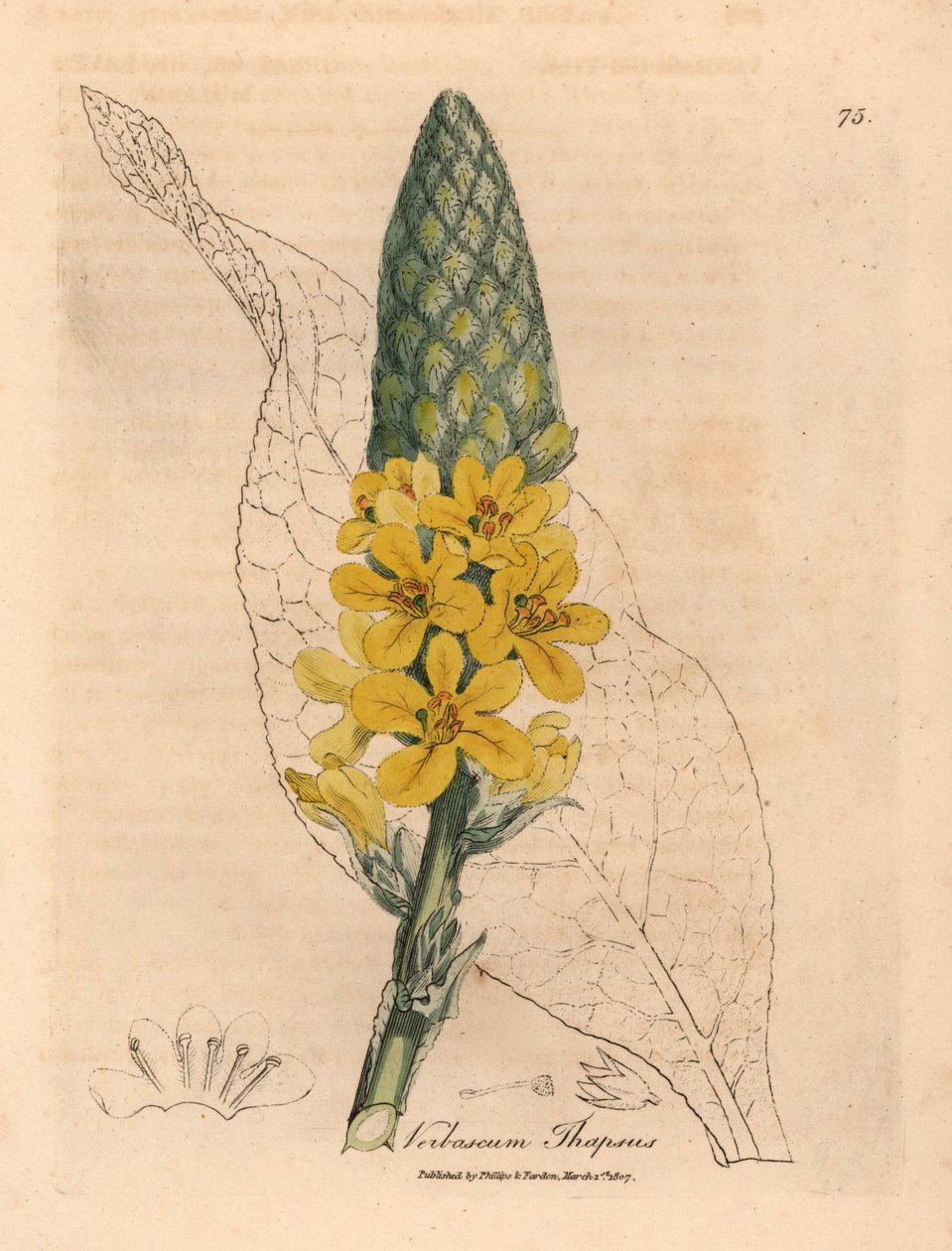 Sárga virágú nagy, széles levelű ökörfarkkóró, a Verbascum thapsus, James Sowerby botanikai illusztrációjából William Woodville-ből és Sir William Jackson Hooker "Orvosi botanikája" 1832-ből (kézszínű rézmetszet) alkotó: James (after) Sowerby