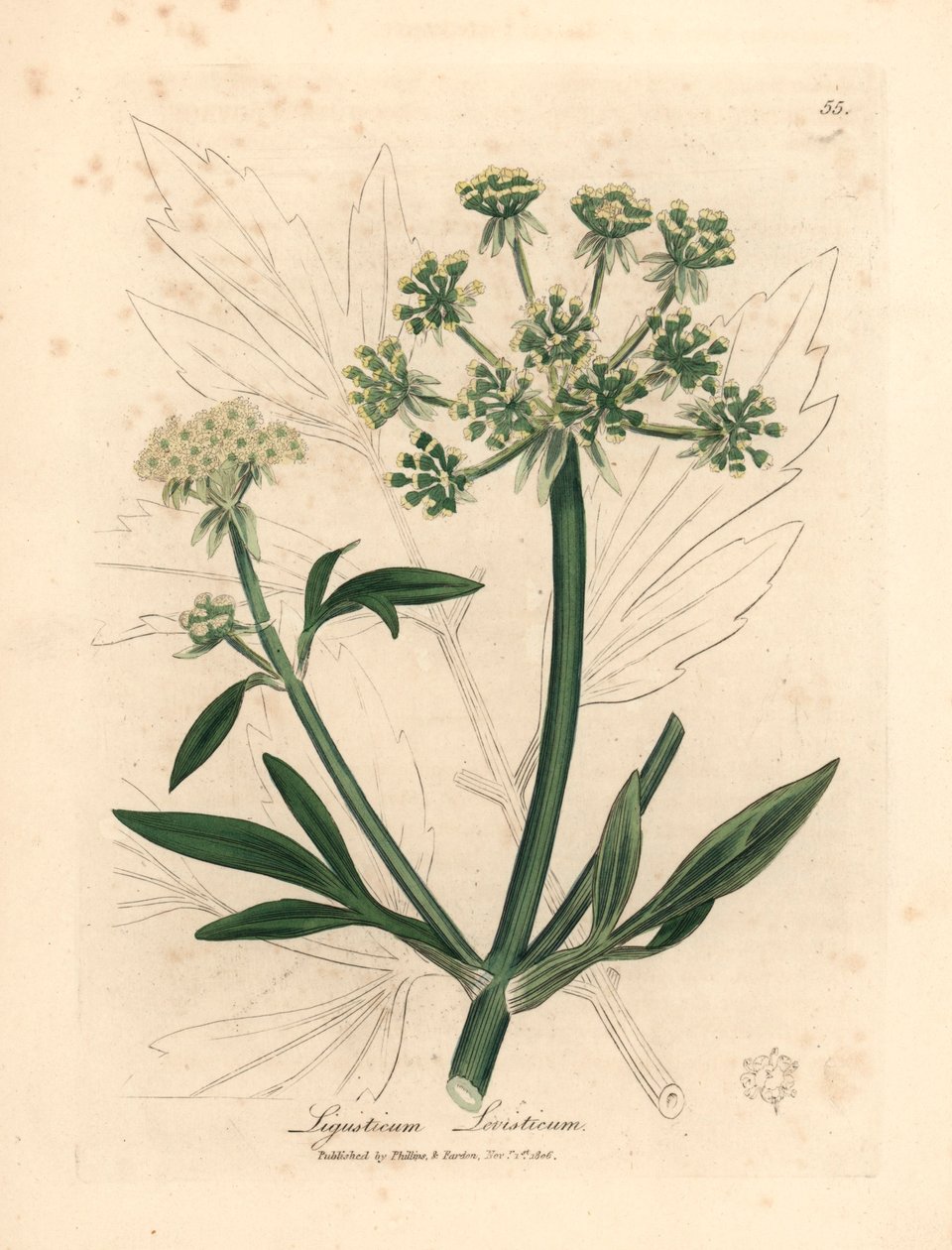 Sárga virágú lombozat, Ligusticum levisticum, James Sowerby botanikai illusztrációjáról William Woodville-ből és Sir William Jackson Hooker "Medical Botany" 1832-es művéből (kézszínű rézmetszet) alkotó: James (after) Sowerby