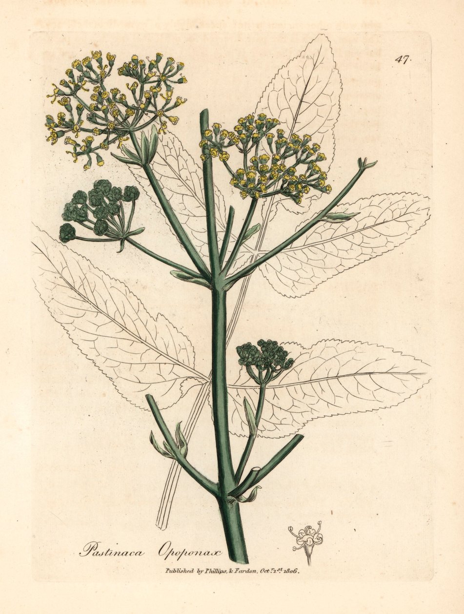 Sárga virágú opopanax vagy durva paszternák, Pastinaca opopanax, James Sowerby botanikai illusztrációjáról William Woodville-ből és Sir William Jackson Hooker "Medical Botany" 1832-es művéből (kézszínű rézmetszet) alkotó: James (after) Sowerby