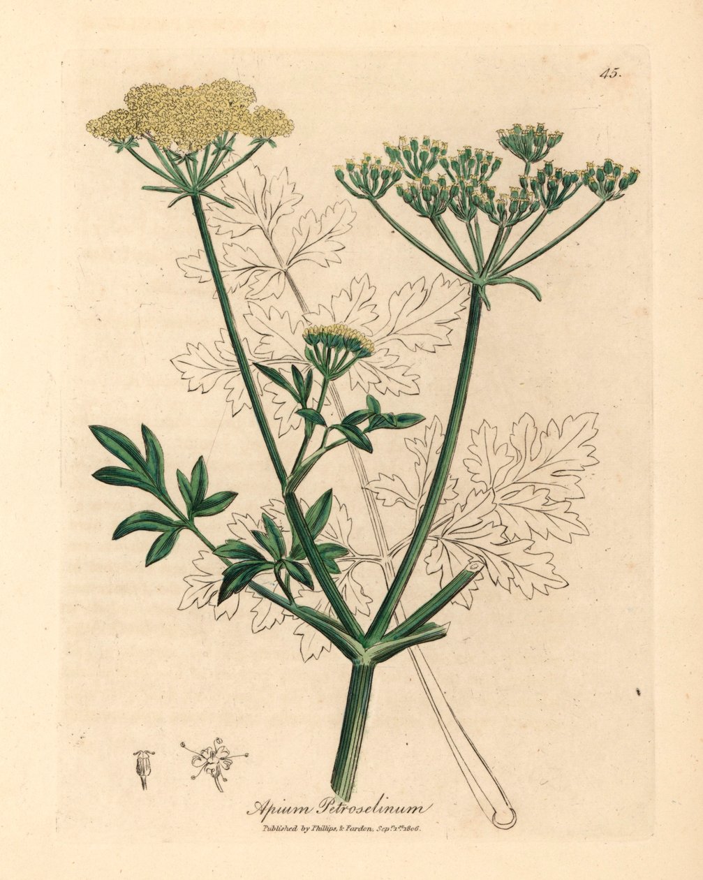 Sárga virágú petrezselyem, Apium petroselinum, James Sowerby botanikai illusztrációjából William Woodville-ből és Sir William Jackson Hooker "Orvosi botanikája" 1832-ből (kézzel színezett rézmetszet) alkotó: James (after) Sowerby