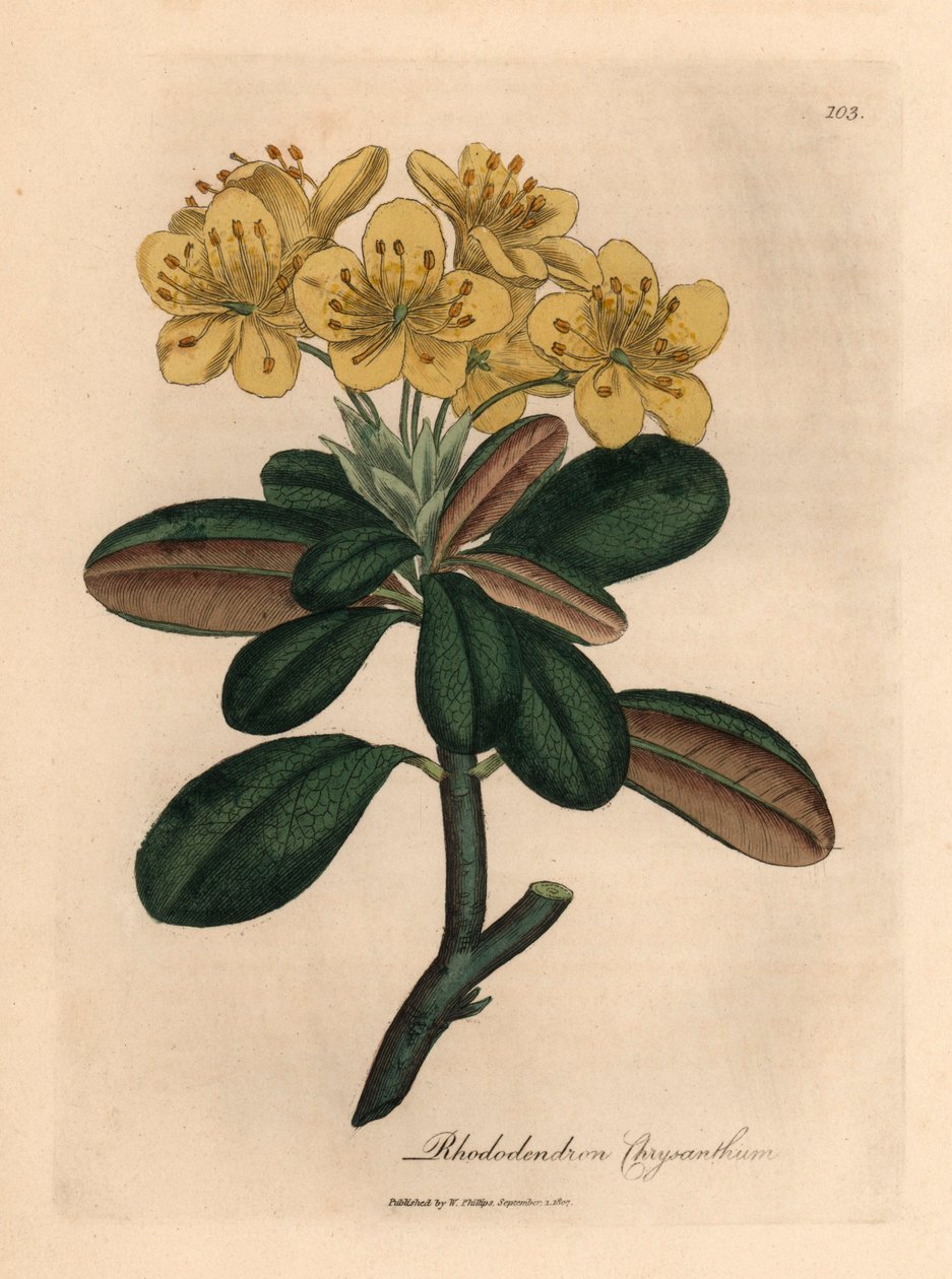 Sárga virágú rododendron, rododendron krizantém, James Sowerby botanikai illusztrációjáról William Woodville-ből és Sir William Jackson Hooker "Medical Botany" 1832-es művéből (kézszínű rézmetszet) alkotó: James (after) Sowerby