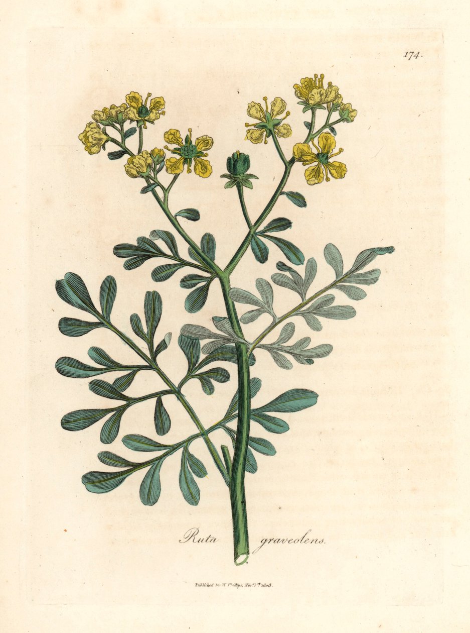 Sárga virágú rue, Ruta graveolens, James Sowerby botanikai illusztrációjáról William Woodville-ből és Sir William Jackson Hooker "Medical Botany" 1832-es művéből (kézszínű rézmetszet) alkotó: James (after) Sowerby