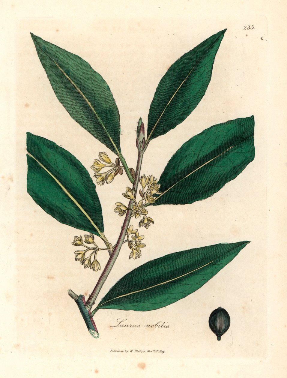 Sárga virágú édes babérlevél, Laurus nobilis, James Sowerby botanikai illusztrációjáról William Woodville-ből és Sir William Jackson Hooker "Medical Botany" 1832-es művéből (kézszínű rézmetszet) alkotó: James (after) Sowerby