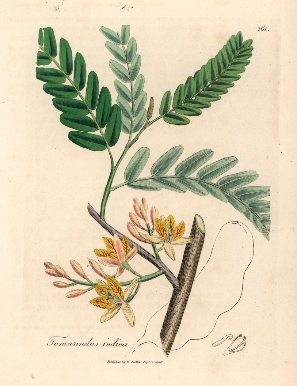 Sárga virágú tamarindfa, Tamarindus indica, James Sowerby botanikai illusztrációjáról William Woodville-ből és Sir William Jackson Hooker "Medical Botany" 1832-es művéből (kézszínű rézmetszet) alkotó: James (after) Sowerby