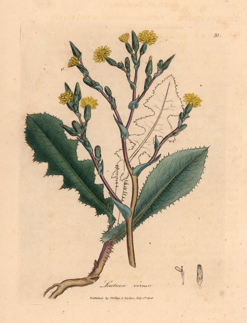 Sárga virágú vadsaláta, Lactuca virosa, James Sowerby botanikai illusztrációjáról William Woodville-ből és Sir William Jackson Hooker "Medical Botany" 1832-es művéből (kézzel színezett rézmetszet) alkotó: James (after) Sowerby
