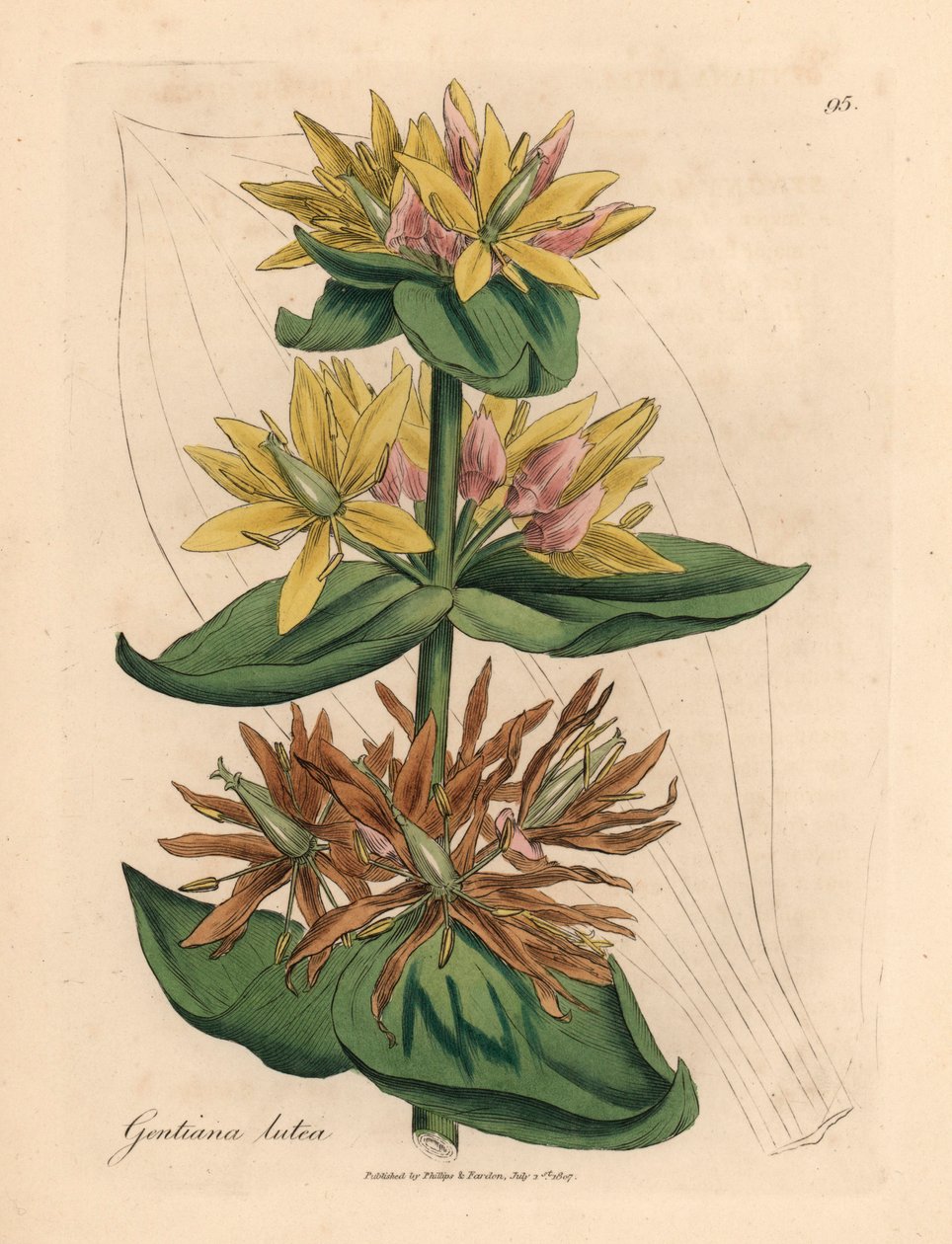 Sárga tárnics, Gentiana lutea, James Sowerby botanikai illusztrációjából William Woodville-ből és Sir William Jackson Hooker "Medical Botany" című művéből 1832 (kézszínű rézmetszet) alkotó: James (after) Sowerby