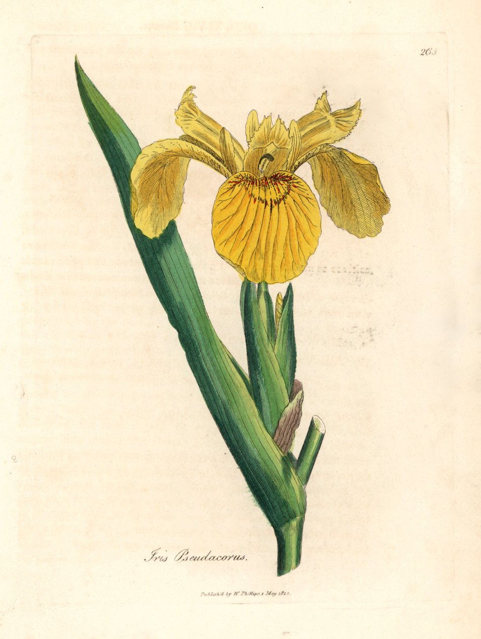 Sárga vízi zászló, Iris pseudocorus, James Sowerby botanikai illusztrációjából William Woodville-ből és Sir William Jackson Hooker "Medical Botany" 1832-es művéből (kézszínű rézmetszet) alkotó: James (after) Sowerby