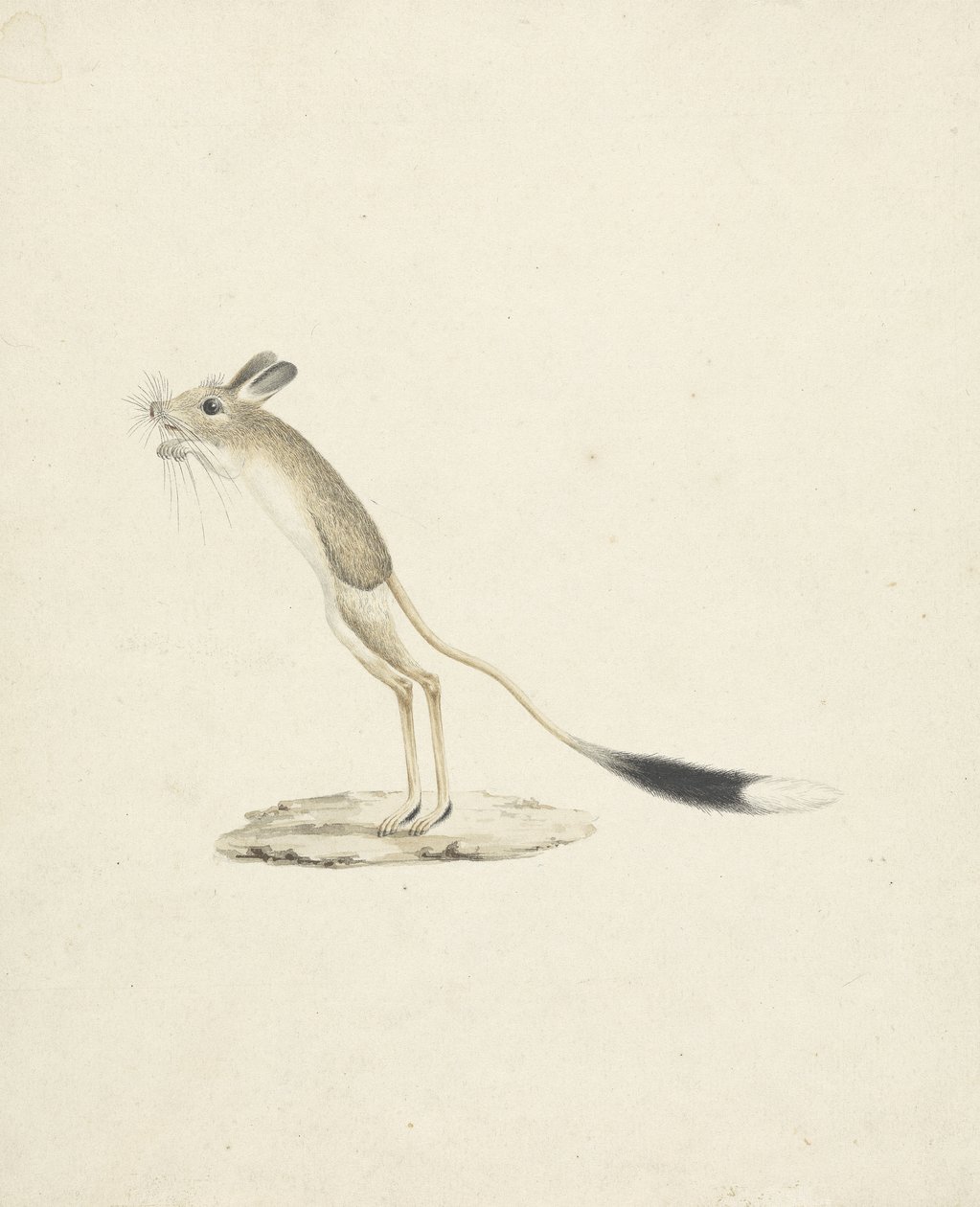 Jerboa No. 4 (wc grafit felett, papíron) alkotó: James 1730 94 Bruce
