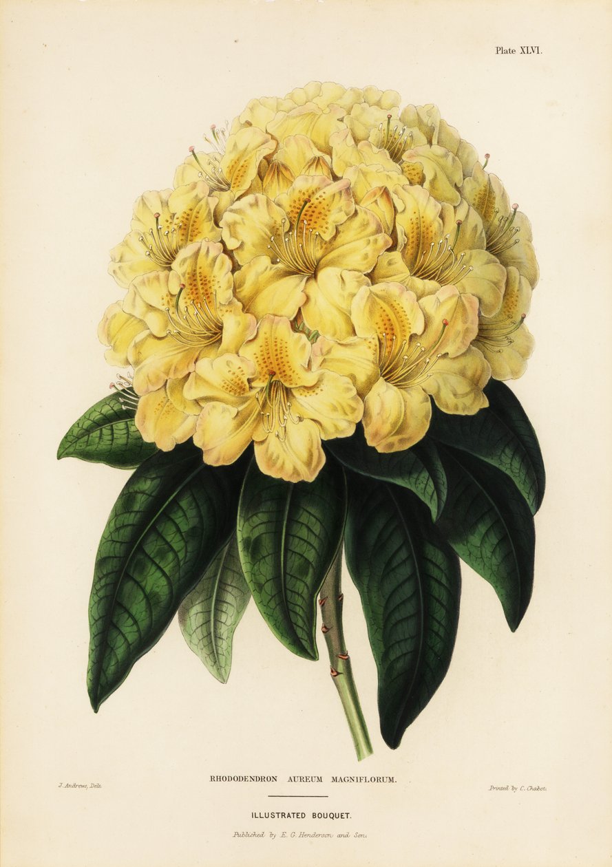 Arany rhododendron, Rhodendron aureum alkotó: James Andrews