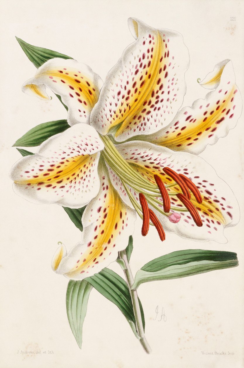 Lily, a "The Floral Magazine"-ból, 1861-71 alkotó: James Andrews