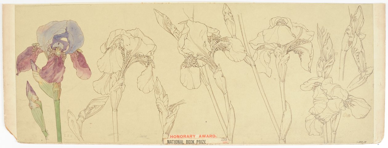 Botanikai Tanulmányok, 1900-30 (wc papíron) alkotó: James Atherton