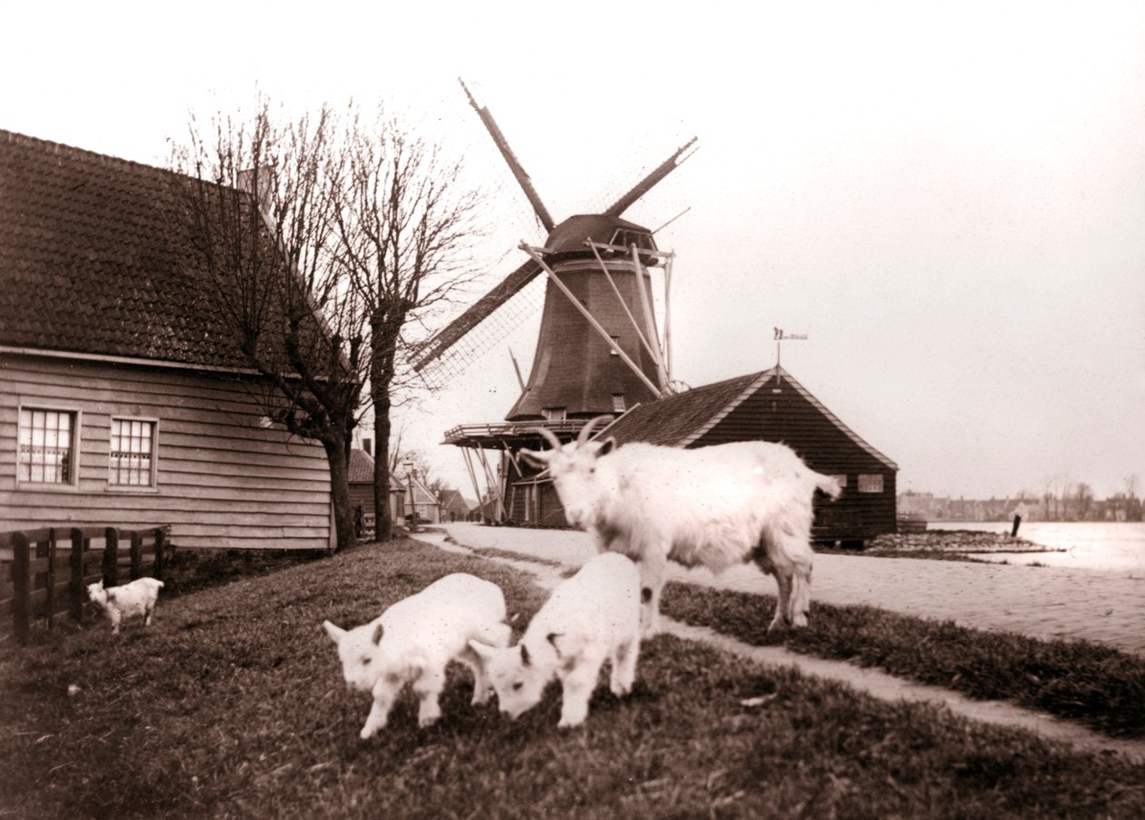 Goats, Laandam, Hollandia, 1898. alkotó: James Batkin
