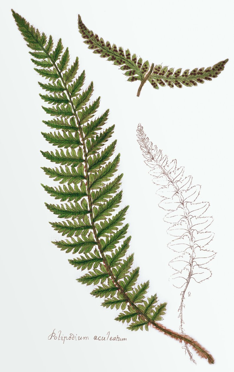 "Polipodium aculeatum", ma Polystichum achuleatum, a nyirkos erdők gyakori páfránya a Brit-szigeteken, a "Filices Brittanicae; an History of the British Proper Ferns", 1785. alkotó: James Bolton