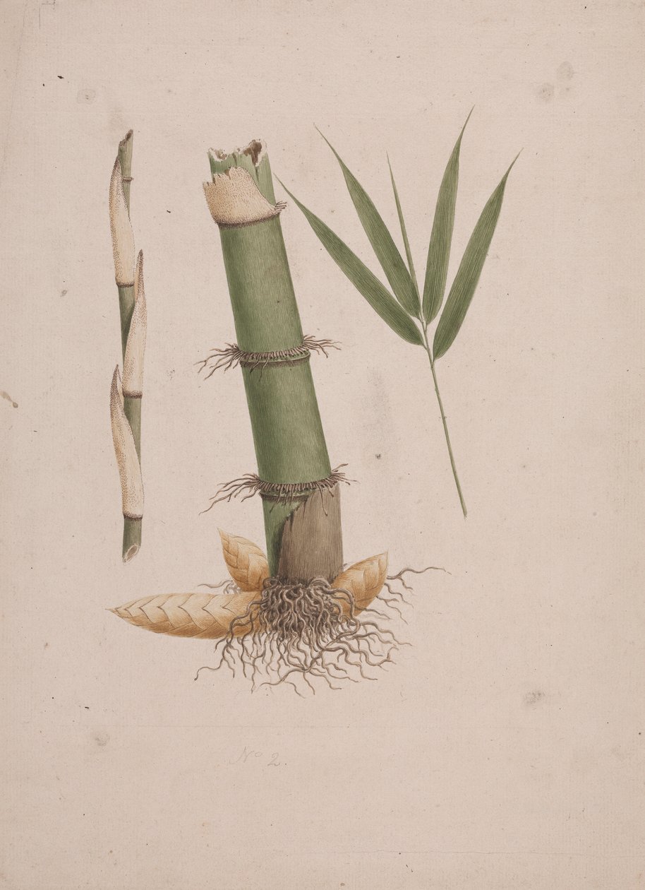 Arundinaria alpina K. Schum. (afrikai bambusz): kész rajz a szár és a hajtás metszeteiről levelekkel alkotó: James Bruce