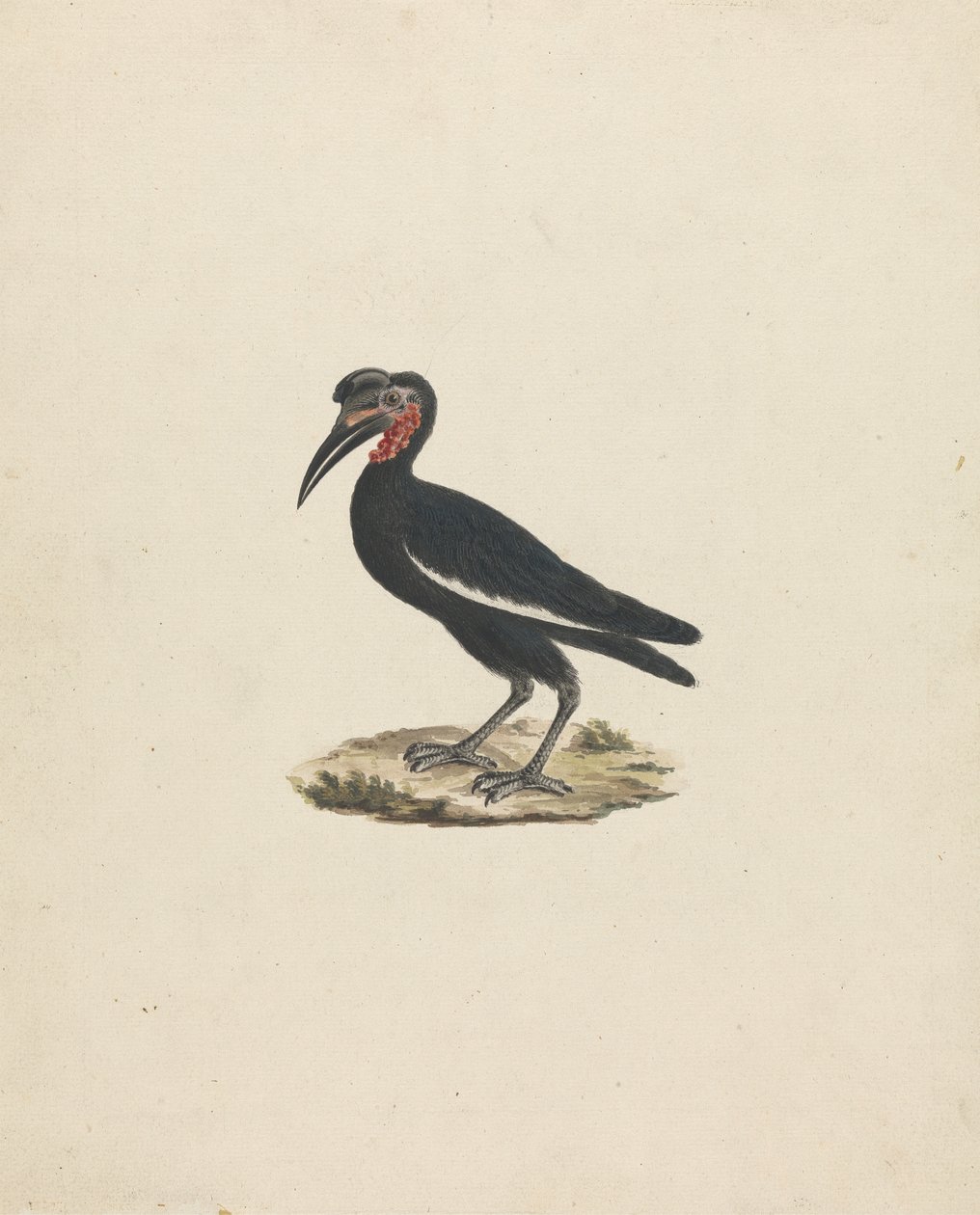 Bocorvus abyssinicus (abesszin földi szarvascsőrű) alkotó: James Bruce