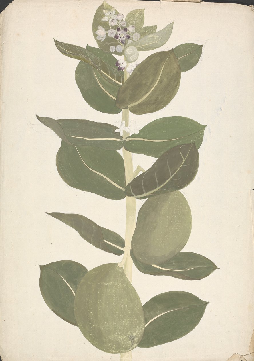 Calotropis procera (Ait.) Ait. f. (Szodomai alma, fülfa): virágzó és termő növény kész rajza alkotó: James Bruce