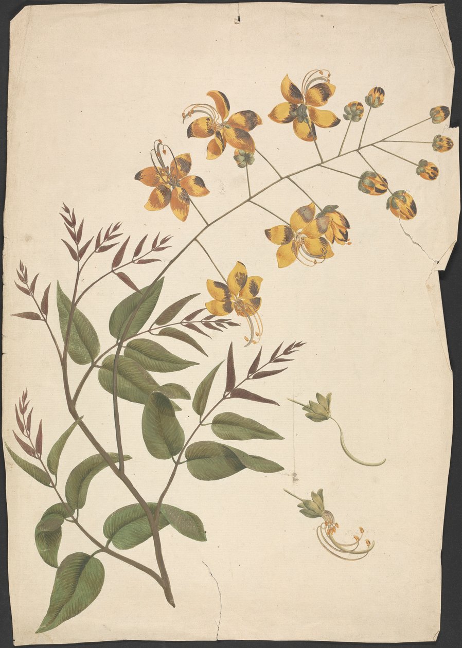 Cassia Fistula (Purging cassia): leveles hajtás kész rajza virágokkal alkotó: James Bruce