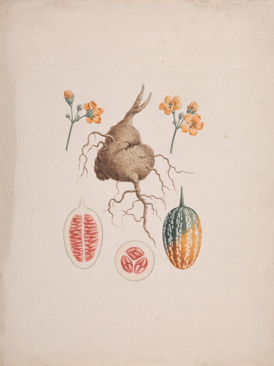 Coccinia abyssinica (Lam.): kész rajz, a termés gumója és részlete alkotó: James Bruce
