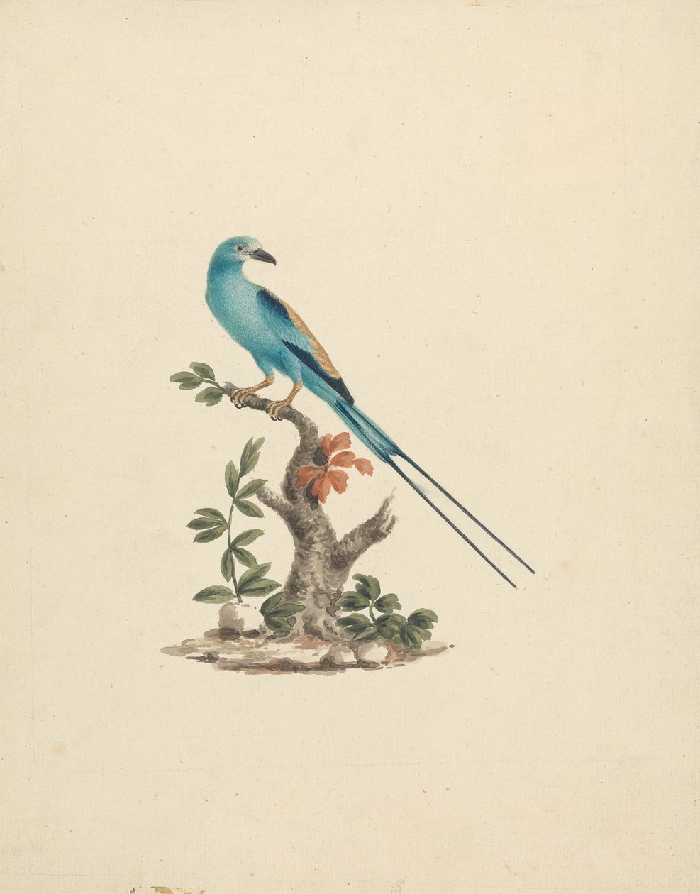 Coracias abyssinicus (Abesszin henger) alkotó: James Bruce