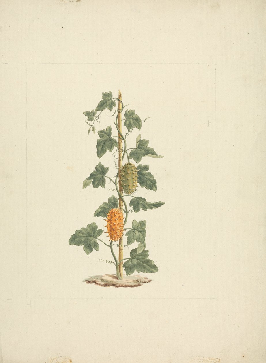 Cucumis metuliferus Naud (vaduborka): kész rajz alkotó: James Bruce