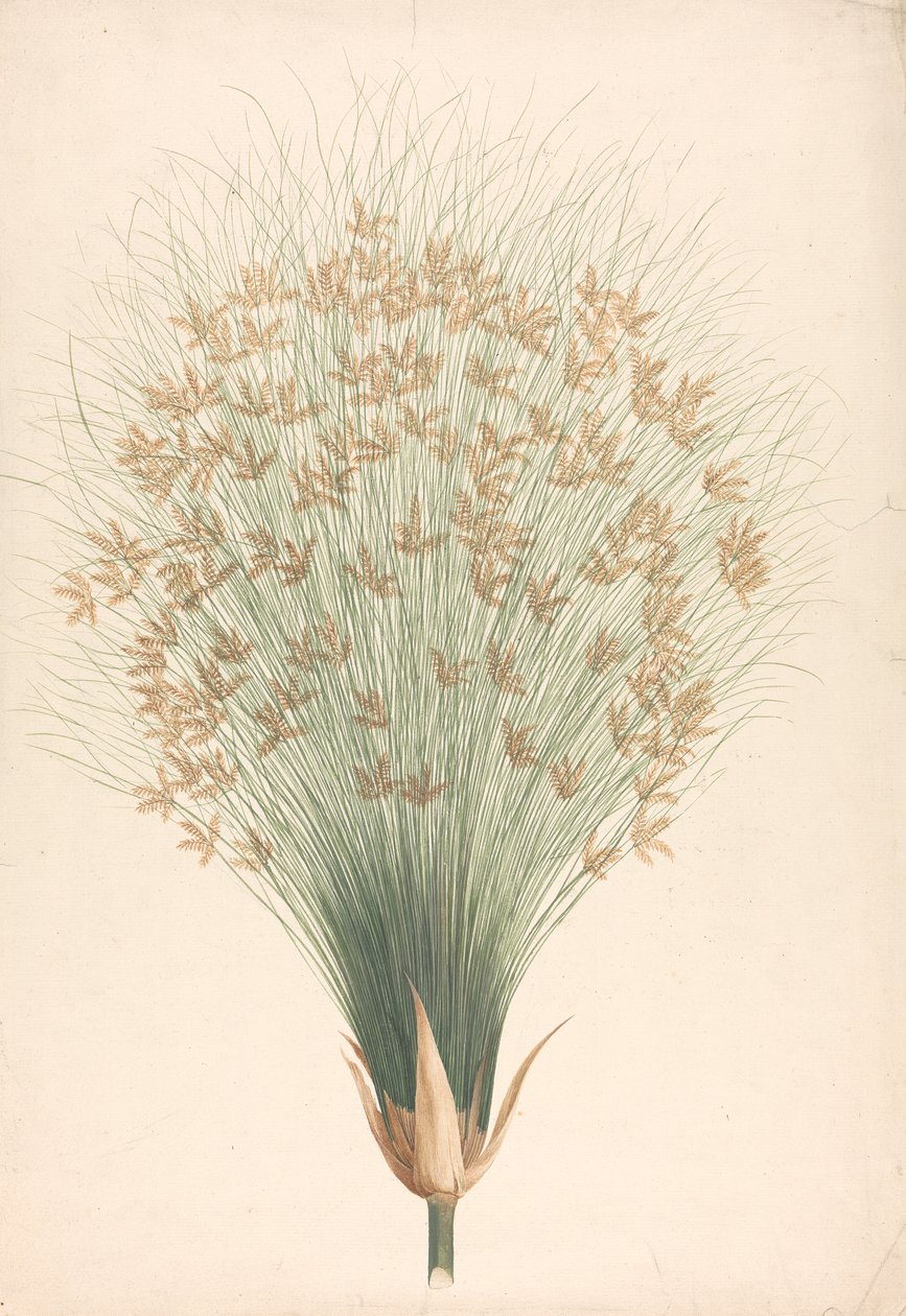 Cyperus papyrus L. (Papyrus Sedge): a virágzat kész rajza alkotó: James Bruce
