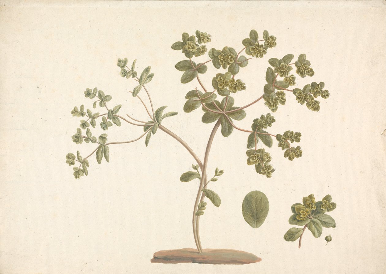 Euphorbia helioscopia L. (Sun Spurge): virágzó növény kész rajza virágok, levelek és gyümölcsök részleteivel alkotó: James Bruce