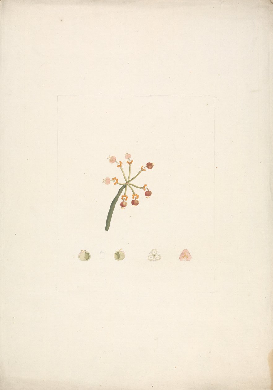 Euphorbia nubica N.E. Br. (Nubian Spurge): virágzó és termő hajtás kész rajza, virágboncolások részleteivel alkotó: James Bruce