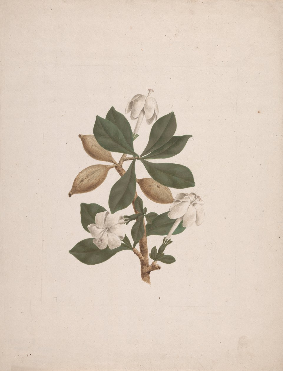 Gardenia ternifolia Schum.& Thonn. (Wild Gardenia): kész rajz alkotó: James Bruce