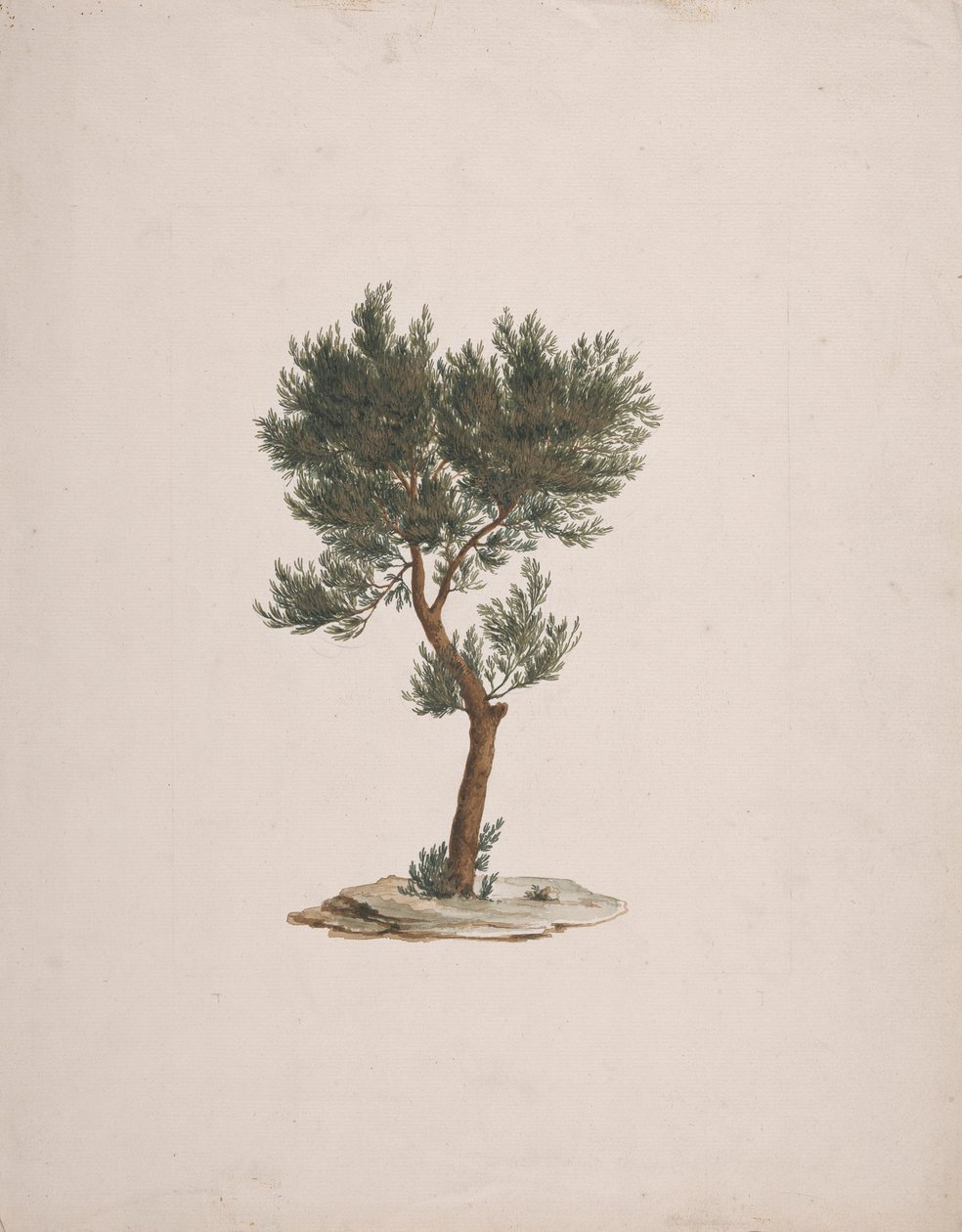 Juniperus procera Endl. (Afrikai ceruza cédrus): kész rajz a fák szokásáról alkotó: James Bruce