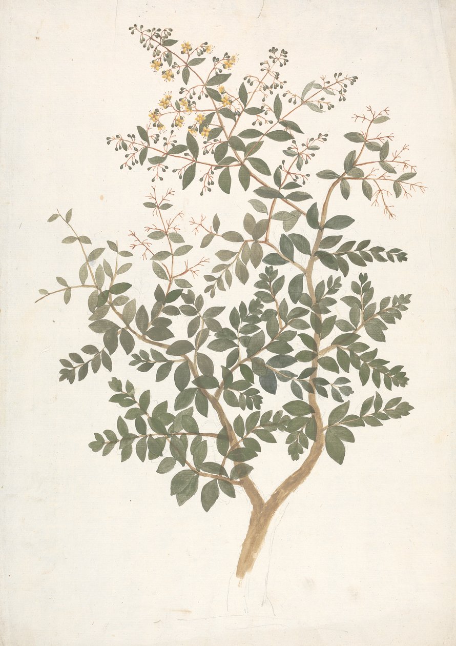 Lawsonia inermis L. (Henna): virágzó leveles hajtás kész rajza alkotó: James Bruce