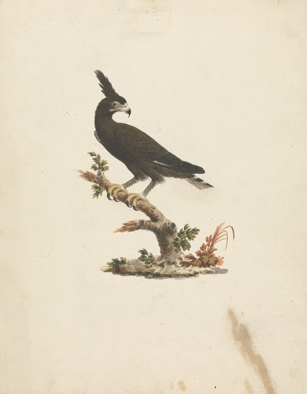 Lophaetus occipitalis (hosszú tarajos sas) alkotó: James Bruce