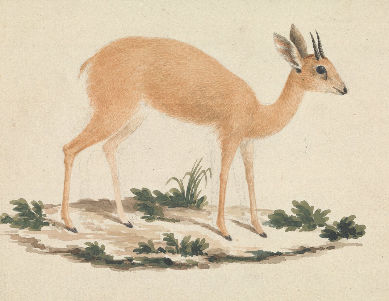 Madoqua (nővér) alkotó: James Bruce