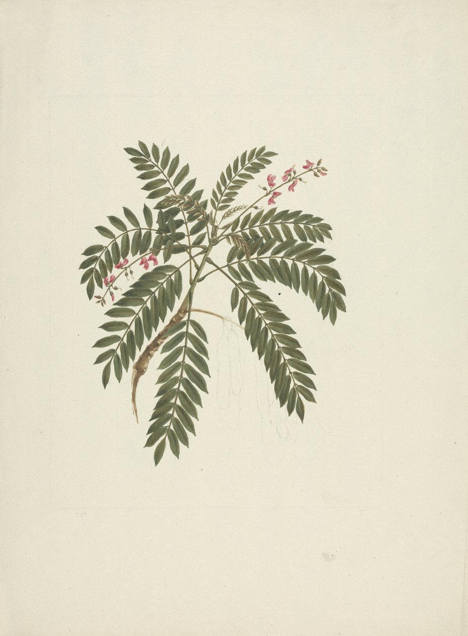 Millettia ferruginea (Hochst) Baker: kész rajz alkotó: James Bruce
