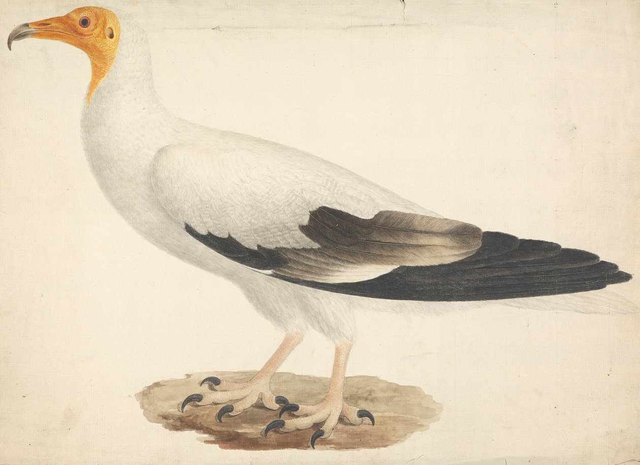 Neophron percnopterus (egyiptomi keselyű) alkotó: James Bruce