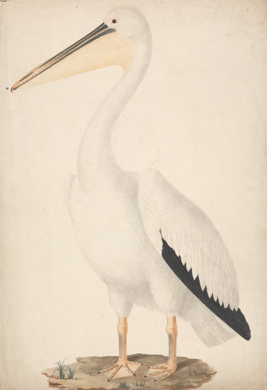 Pelecanus onocrotalus (Nagy fehér Pelikán) alkotó: James Bruce