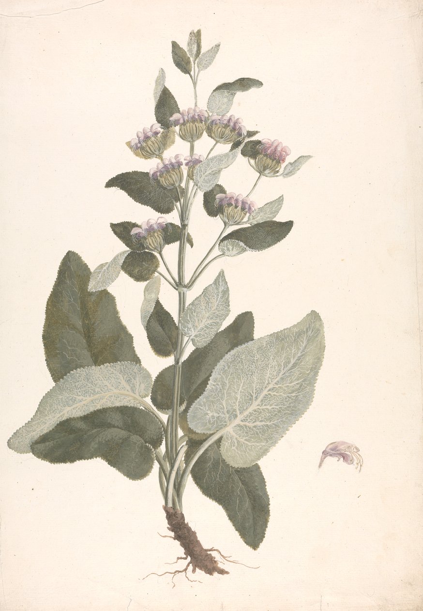 Phlomis herba-venti L. : kész rajz alkotó: James Bruce