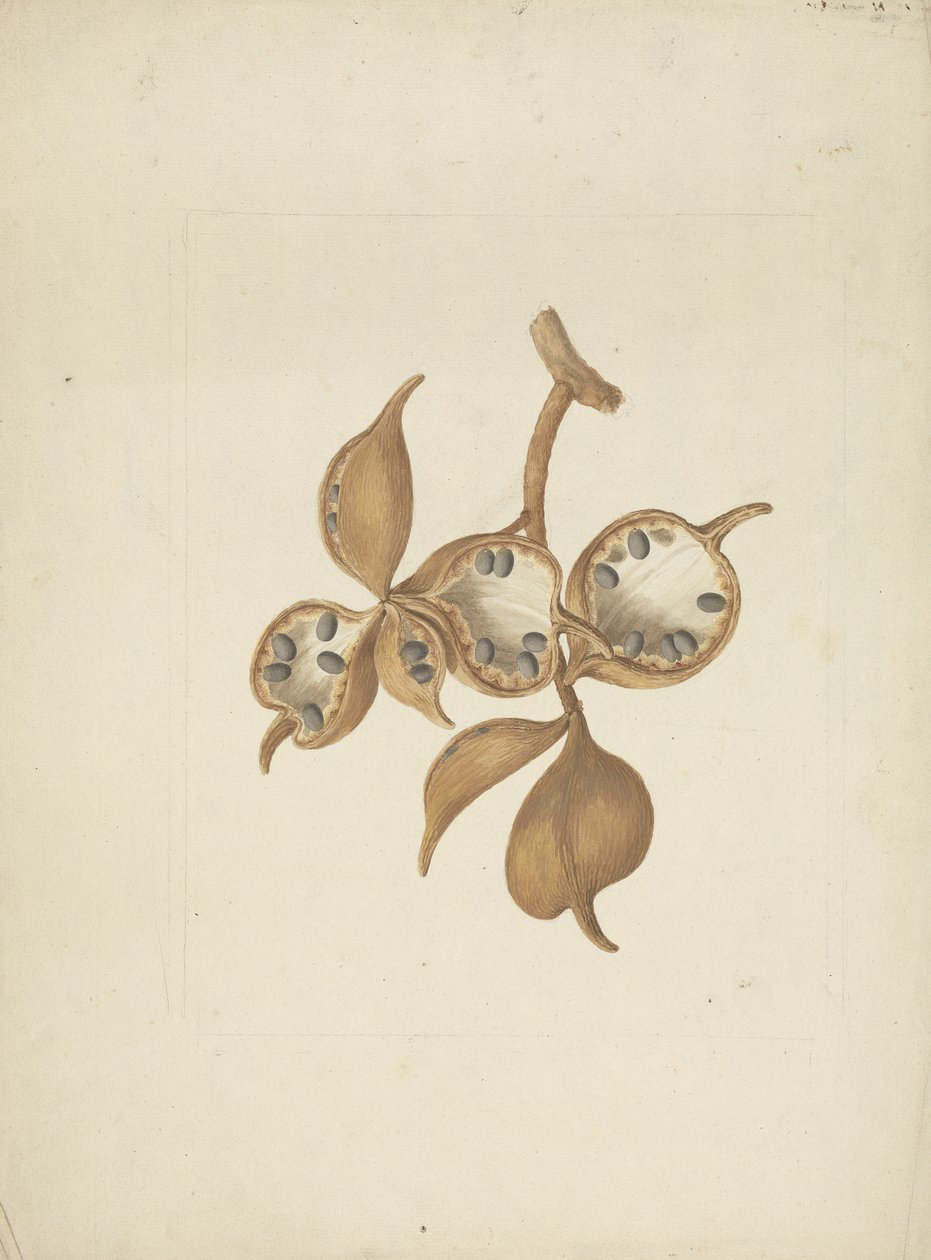 Sterculia africana (Lour.) Fiori: kész rajz a szárról maghüvelyekkel, néhány nyitott magvak láthatók alkotó: James Bruce