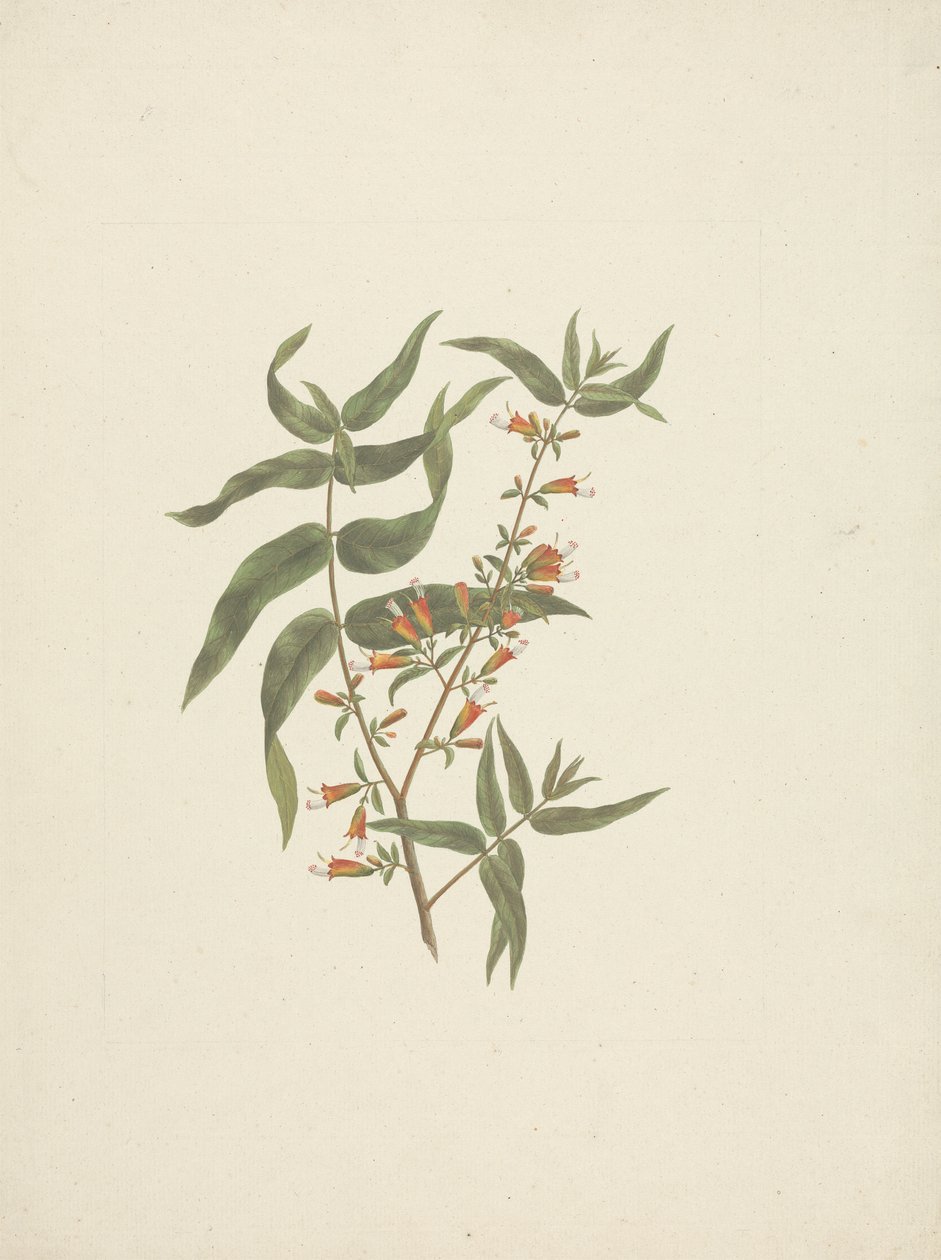 Woodfordia uniflora (A. Rich.) Koehne: virágzó hajtás kész rajza alkotó: James Bruce