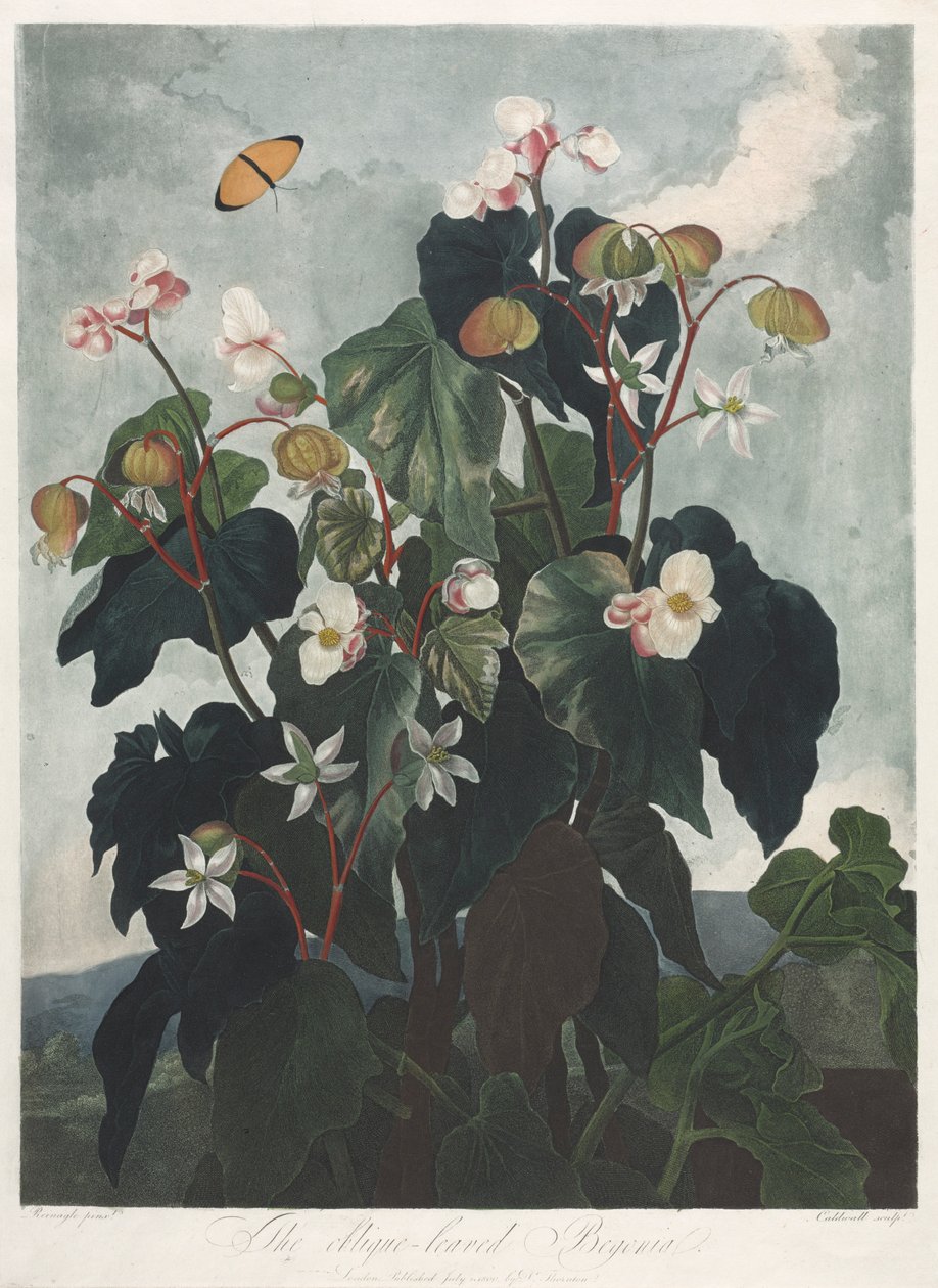 A Flora temploma, avagy a természet kertje: Az obique levelű begónia, 1800. alkotó: James Caldwall