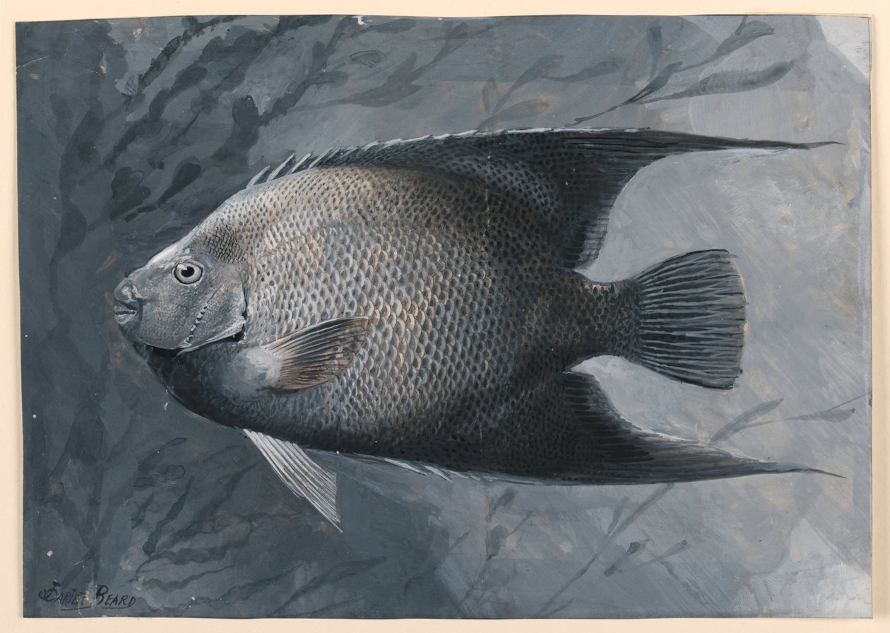 Angyalhal alkotó: James Carter Beard