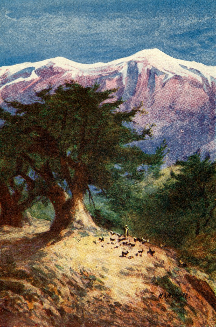 Libanoni cédrusok – Matt. xii. 33, 1924. sz. Alkotók: James Clark, Henry A Harper. alkotó: James Clark and Henry A Harper