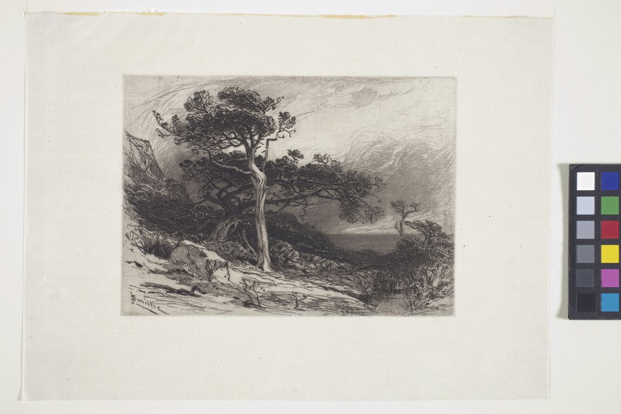 Old Cedars, Coast Of Maine (tinta, toll, ceruza) alkotó: James David Smillie