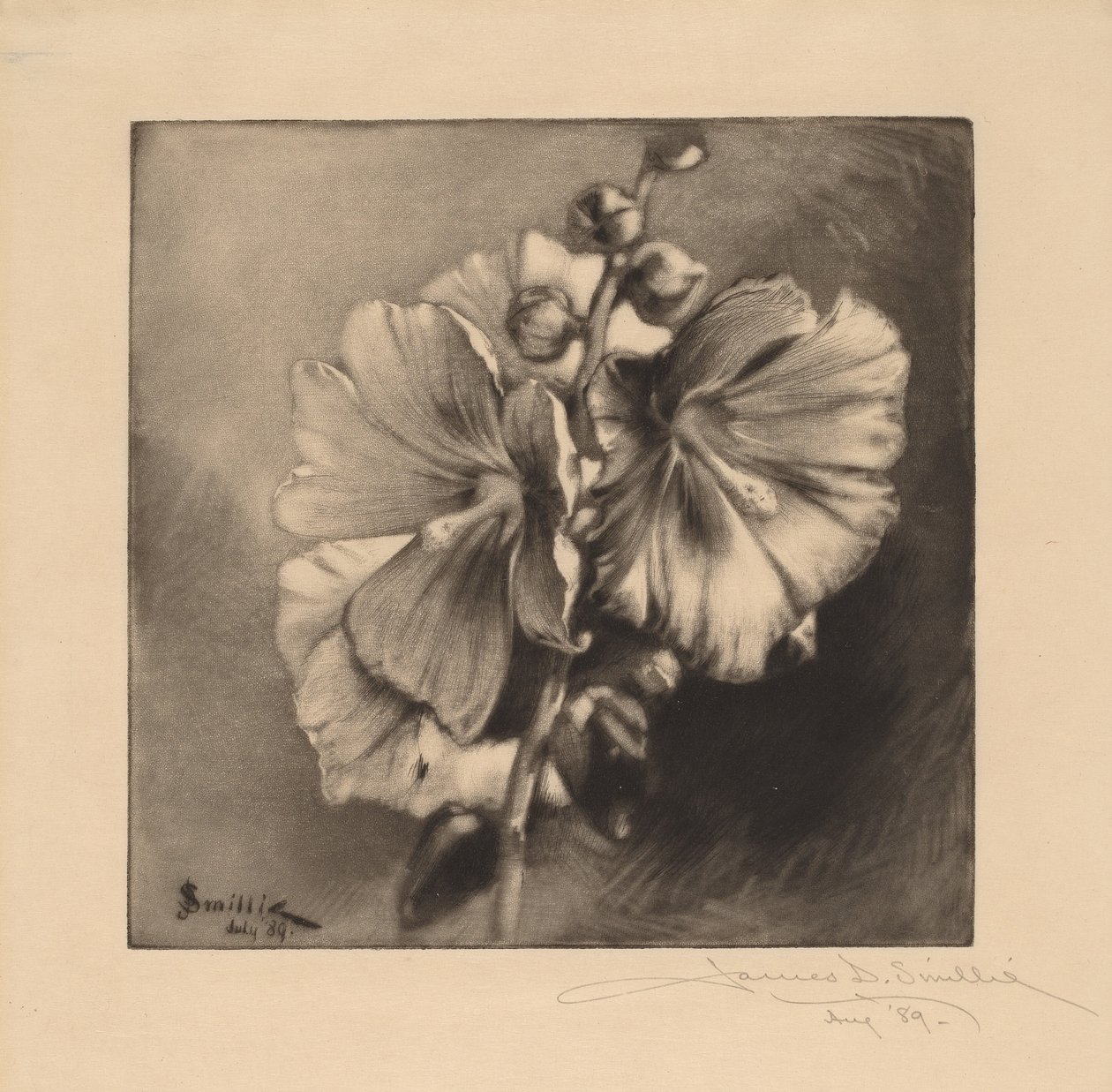 Egyedülálló hollyhocks alkotó: James David Smillie