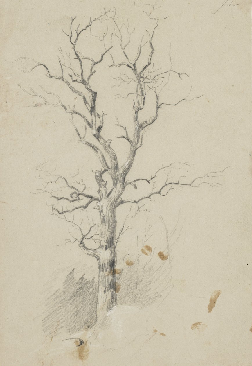 Fa (ceruza papíron) alkotó: James David Smillie