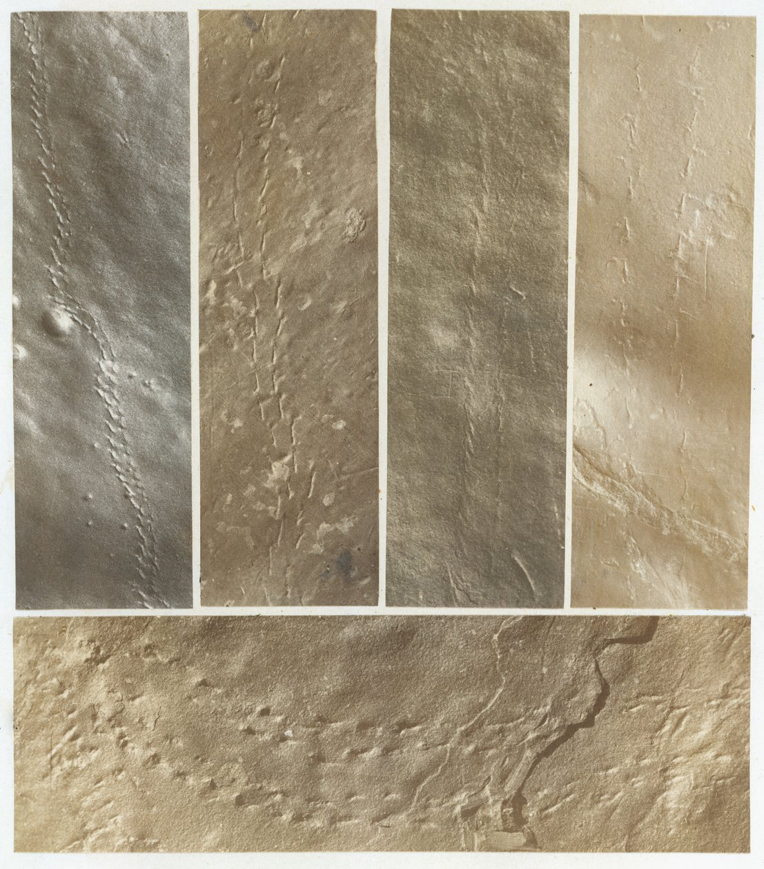 Ichnographs from the Sandstone of Connecticut River, 1861-ben megjelent. alkotó: James Deane