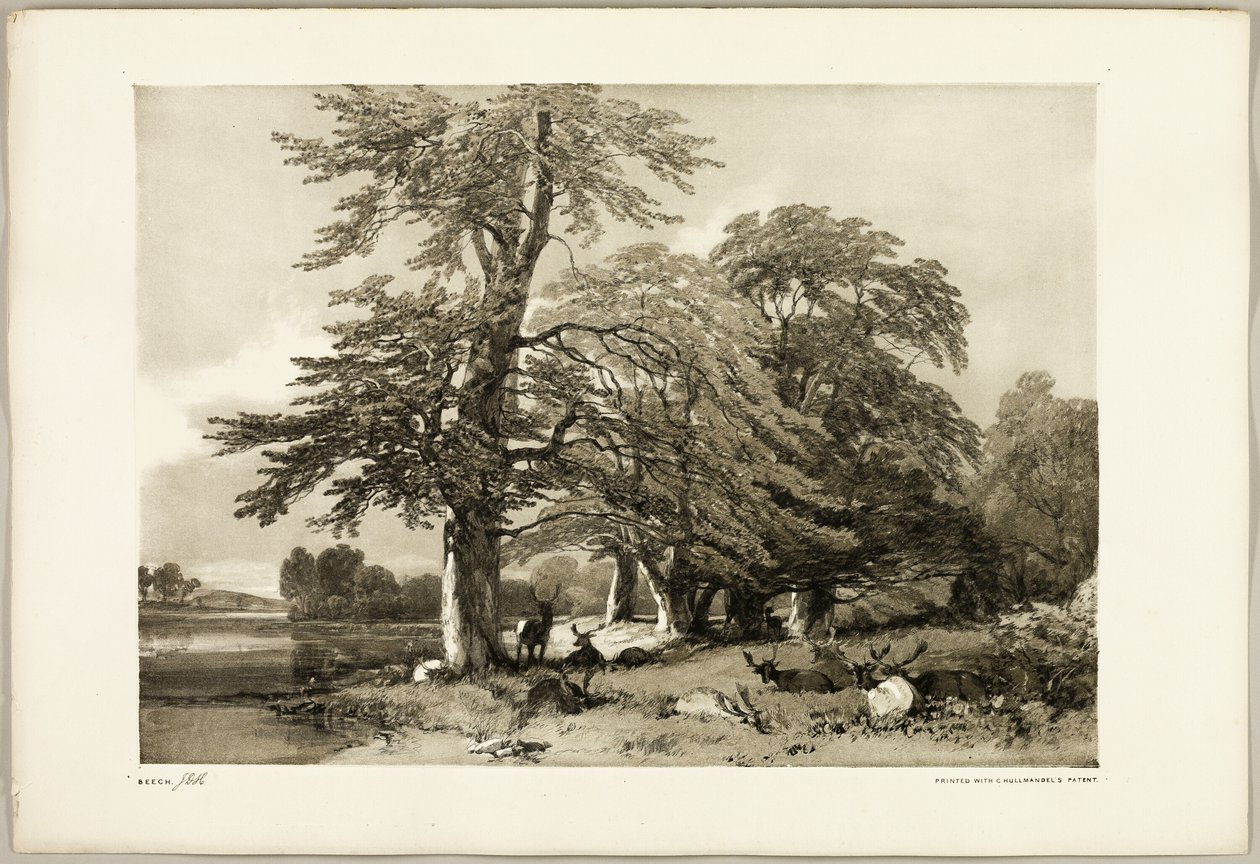 Bükk, a Park és az erdőből alkotó: James Duffield Harding