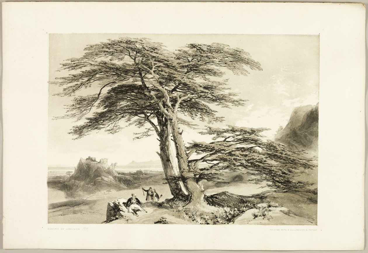 Libanoni cédrusok, A park és az erdőből alkotó: James Duffield Harding