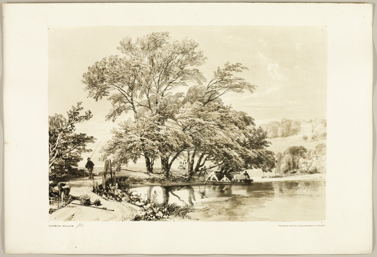 Common Willow, a Park és az erdőből alkotó: James Duffield Harding