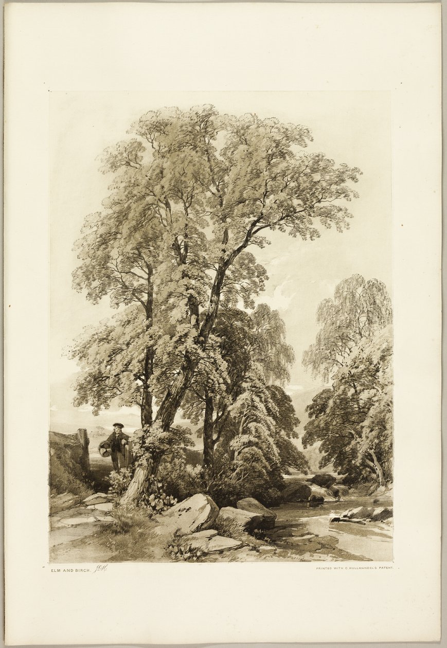 Szil és nyír, a Park és az erdőből alkotó: James Duffield Harding