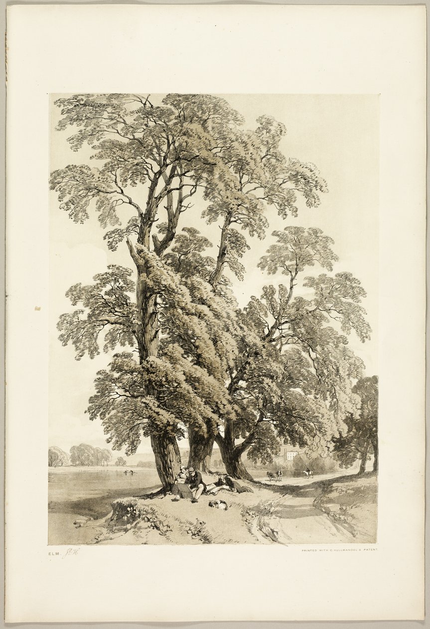 Szil, a Park és az erdőből alkotó: James Duffield Harding
